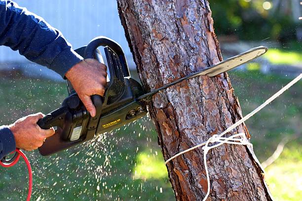 Trusted Sullivan, IN Tree Services Experts